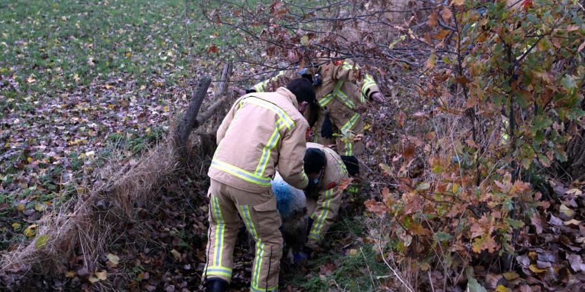 schaap-brandweermannen-weiland