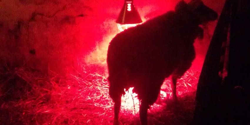 Schaap met vijf poten geboren in Zeeland