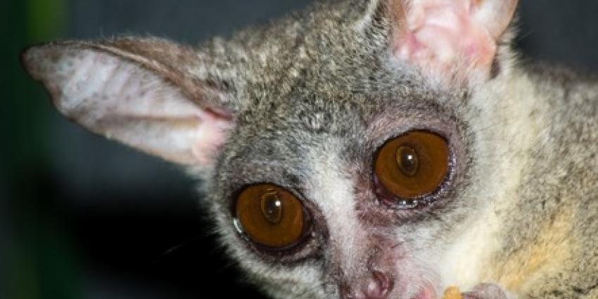 Galago-tweeling geboren in DierenPark Amersfoort   