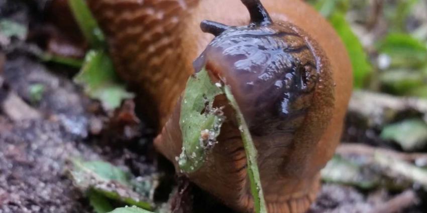 Nederlanders gebruiken teveel chemische middelen om ongedierte te bestrijden