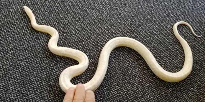 Jongen treft slang in bed aan