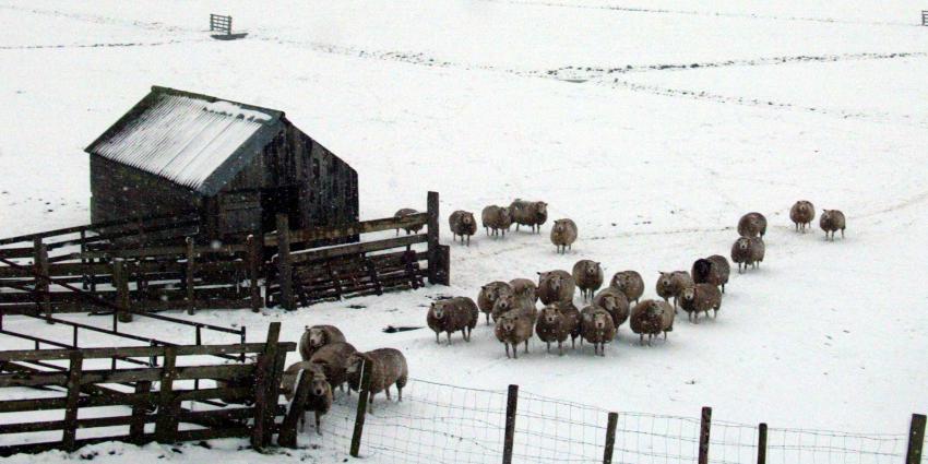 Januari was volgens KNMI extreem zacht