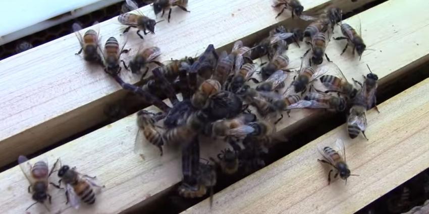 Grote spin redt aanval bijen niet