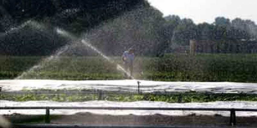 Foto van sproeien gewassen vanwege droogte | Archief EHF