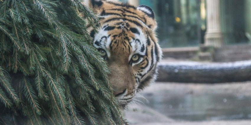 Kerstboom inleveren voor de dieren in DierenPark Amersfoort  