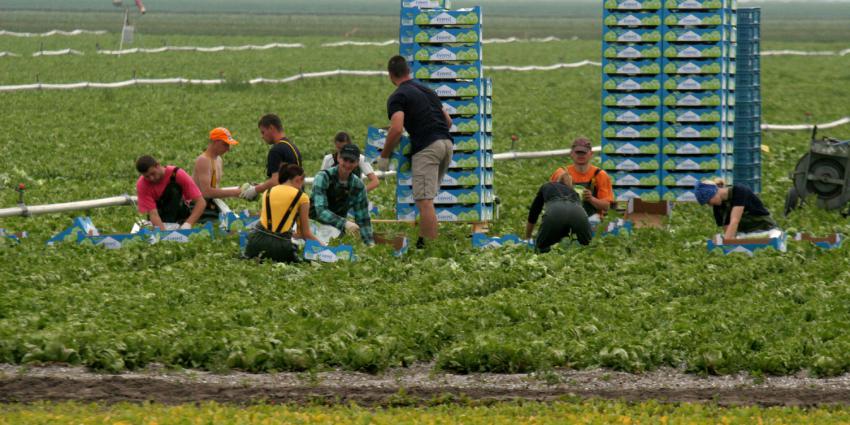 Tuinbouwakkoord stuurt richting een circulaire tuinbouwsector