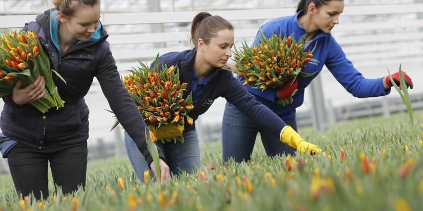 Nieuw record: 2 miljard tulpen