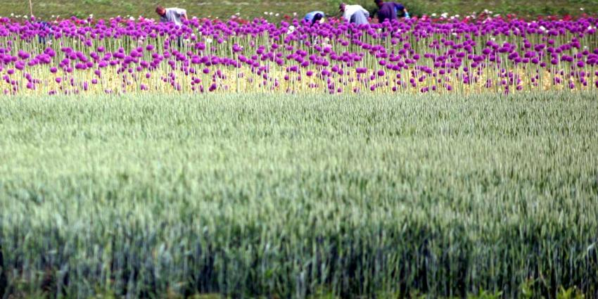 Minder bollentelers op meer land