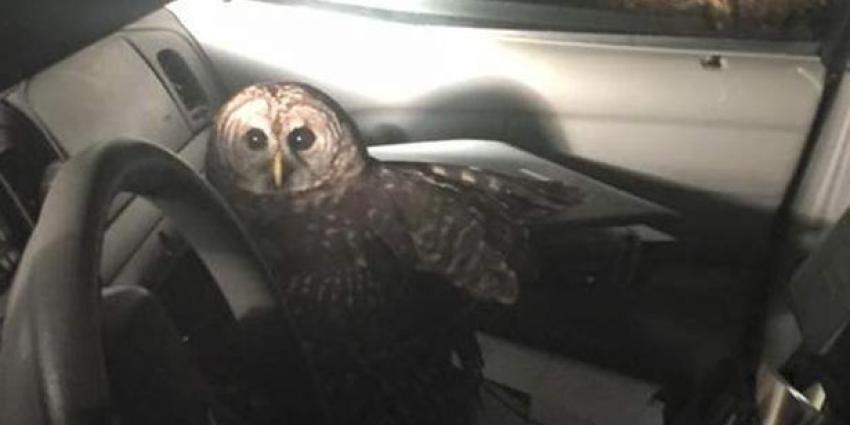 Politieagent crasht met auto na aanval van uil