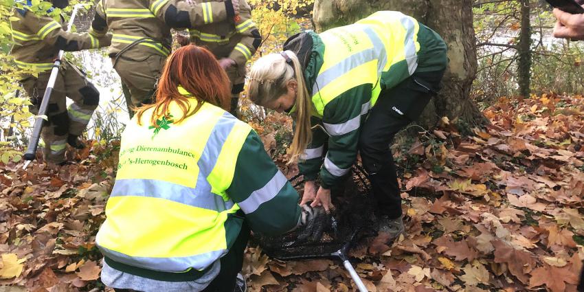 brandweer, bevrijden, vastzittende eend, boom