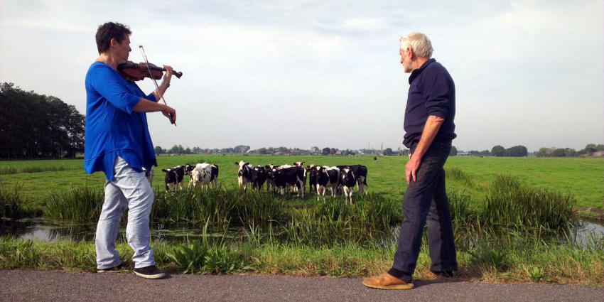Koeien komen massaal af op vioolmuziek