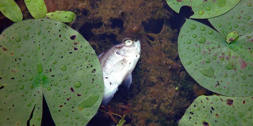 Foto van dode vis | Sxc