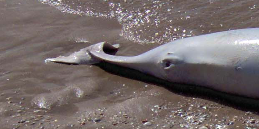 Baldadige jongeren krijgen educatie over bruinvis bij SOS Dolfijn