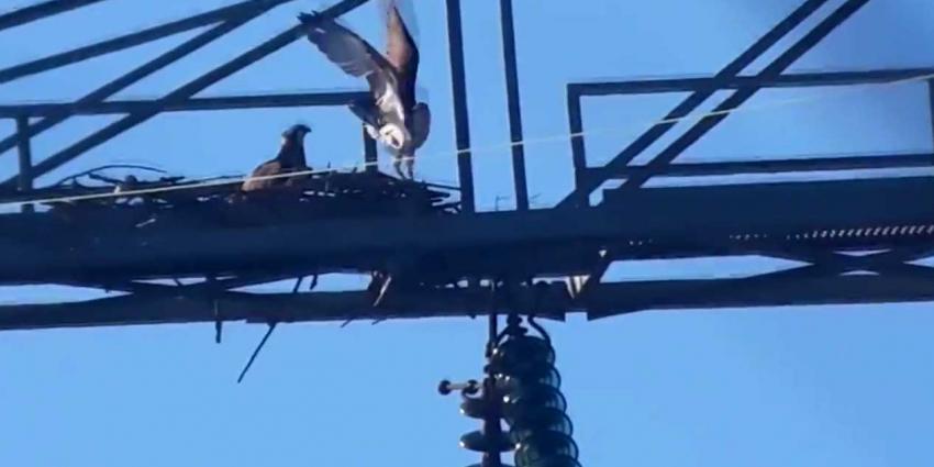 Eerste broedende visarend in Nederlandse Biesbosch