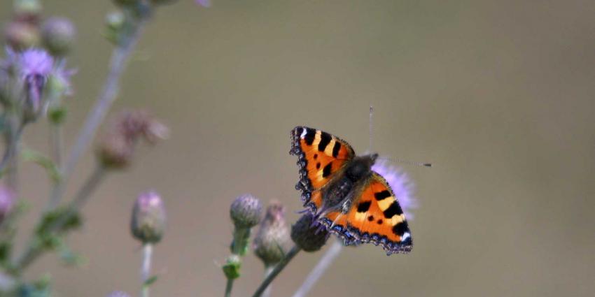 vlinder-bloem-natuur