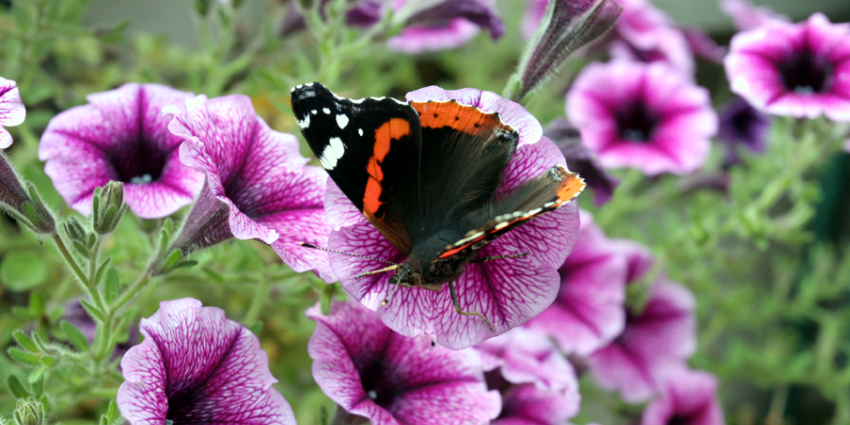 Duits-Nederlands onderzoek: massale afname insecten