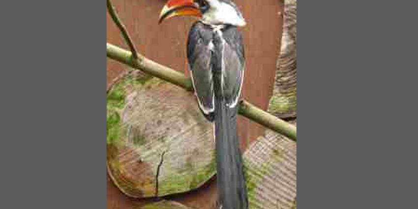 Beloning 5.000,- euro tip vogeldiefstal Avifauna