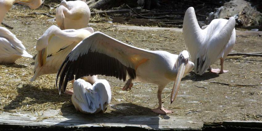 vogel-pelikaan-artis