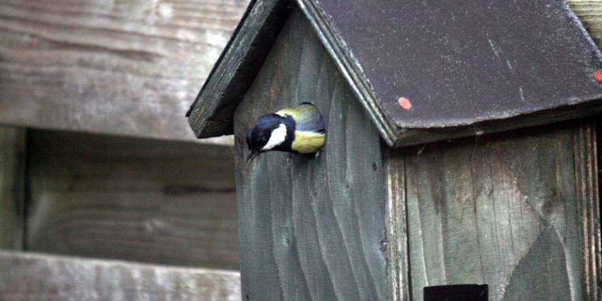 Tienduizenden vogels in Nederland uit de lucht gehaald voor de handel