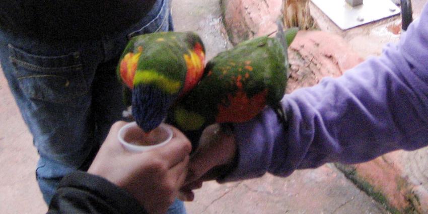 Stop vogelmarkten, in het belang van dierenwelzijn en de volksgezondheid