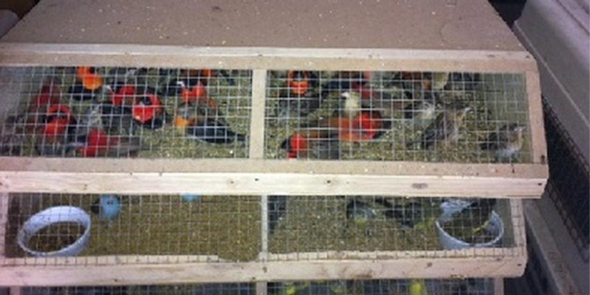 Foto van exotische vogels in kooi | KMar