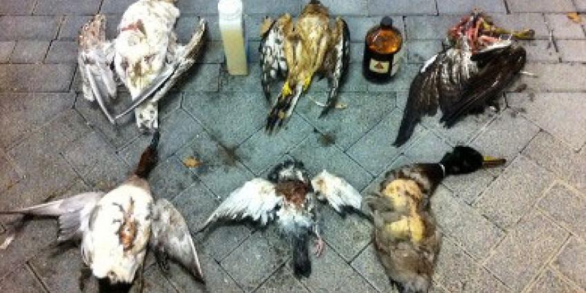 Jager opgepakt in onderzoek naar roofvogelvergiftiging