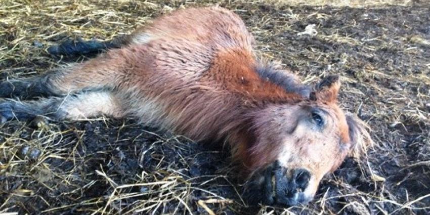 Foto van dode shetlandpony | Politie