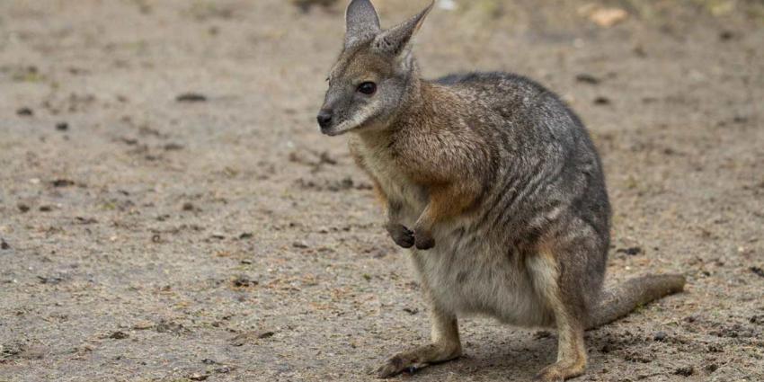 Wallabyjong ontdekt in DierenPark Amersfoort