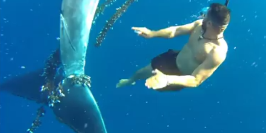 Tweetal redt in vislijn verstrikte walvis