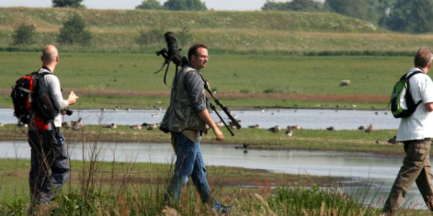 Grutto gaat, grauwe gans komt