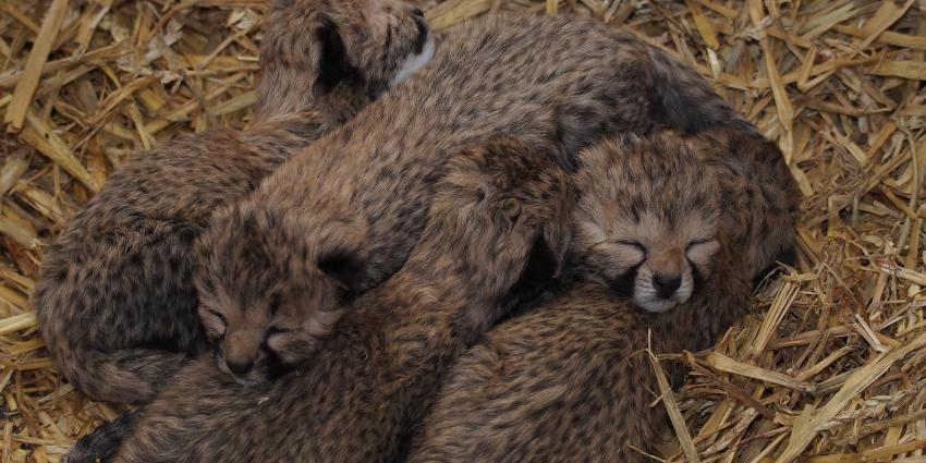 Jachtluipaard in Safaripark Beekse Bergen bevallen van vijfling