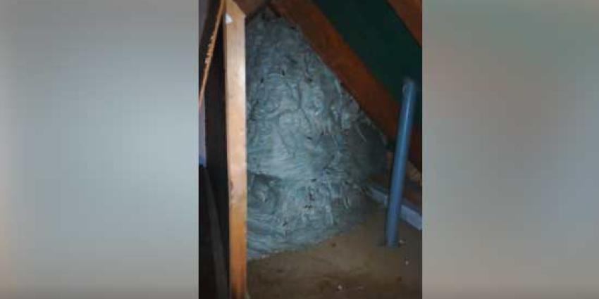 Gigantisch wespennest aangetroffen op zolder in Lieshout