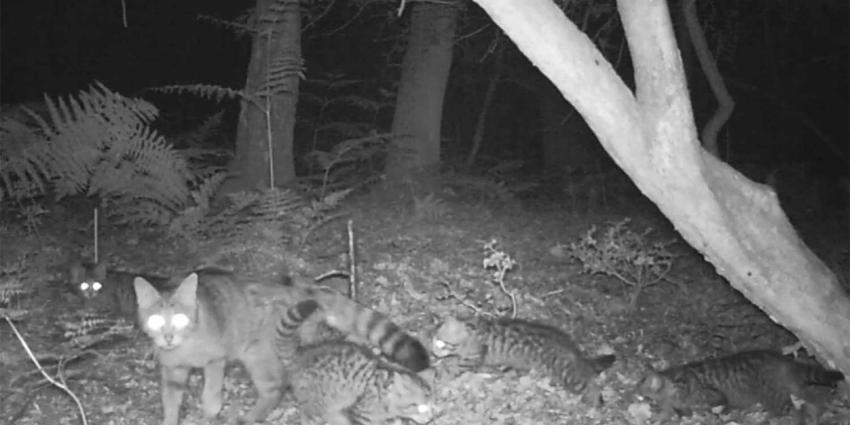 Wilde kat maakt come-back in Nederland