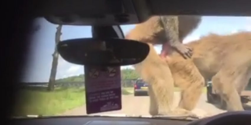 Apen op motorkap rijden zelf ook