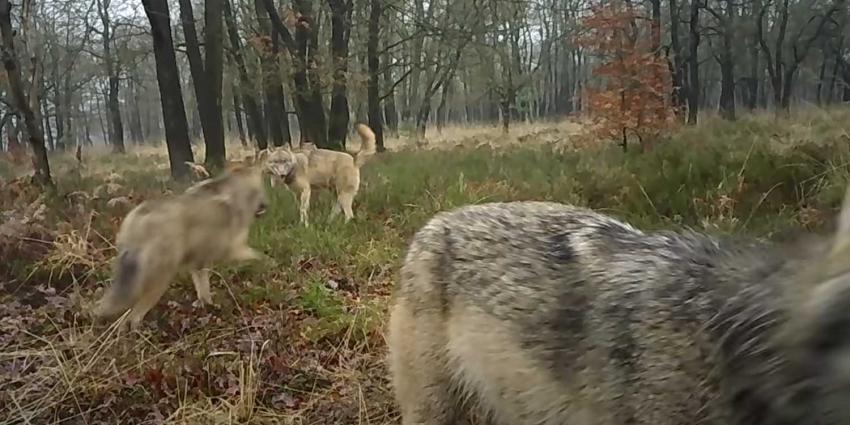 wolf-familie-veluwe