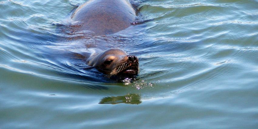 Zeehond gooit roet in het eten tijdens Marinedagen