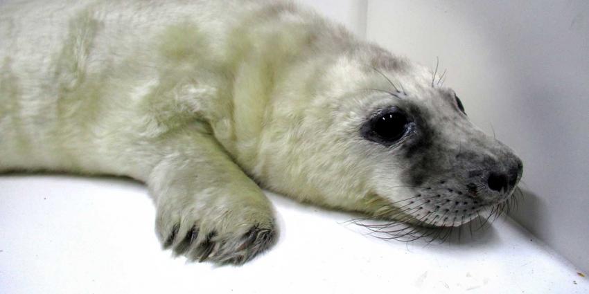 Eerste 'witte huiler' in Zeehondencentrum opgevangen