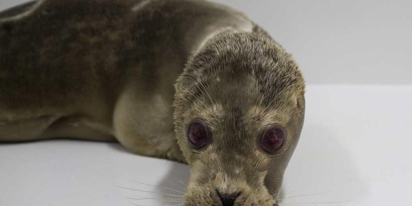 Bijzondere zeehond gevonden op het strand van Noordwijk