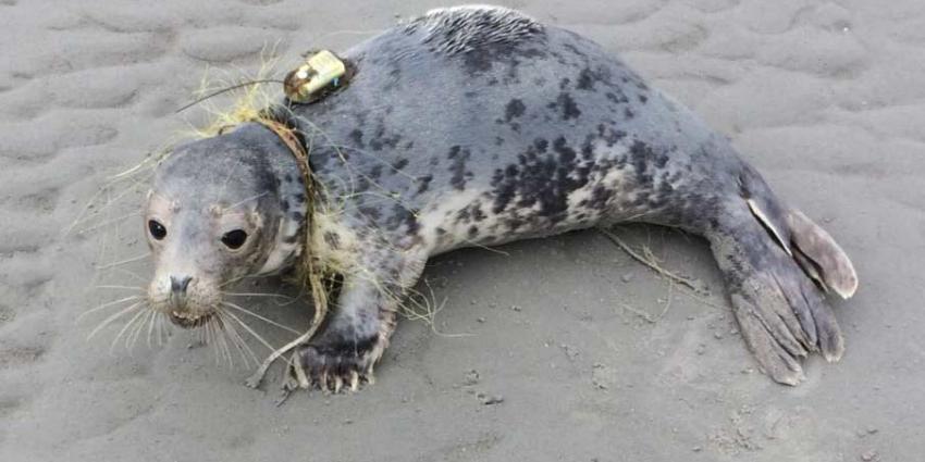 Verstrikte zeehond gered