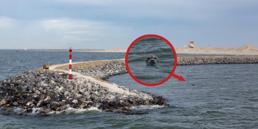 Zeehonden gespot op de Marker Wadden