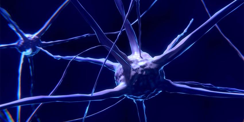 zenuwstelsel-hersenen