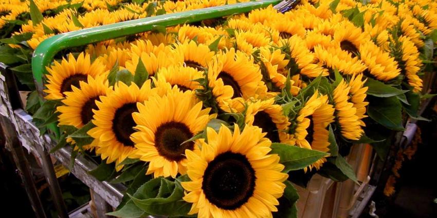 Rusland gaat strenger toezien op import bloemen uit Nederland