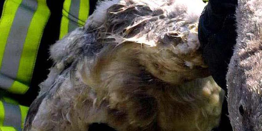 Vogelgriep bij dode zwanen in Harderwijk