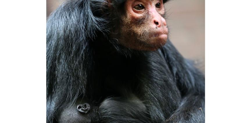 Zeldzame zwarte slingeraap geboren in Artis