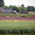 bollenteelt-loonwerkers-arbeiders