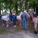 Zuidlaarderpaardenmarkt