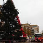 Plaatsen van kerstboom op Grote Markt