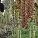 berken-pollen-hooikoorts