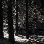 Hergroeiend tropisch bos herstelt snel maar soortensamenstelling blijft achter