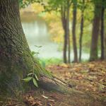 Bomen in natuurgebied